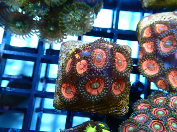 WA Zoa Frag