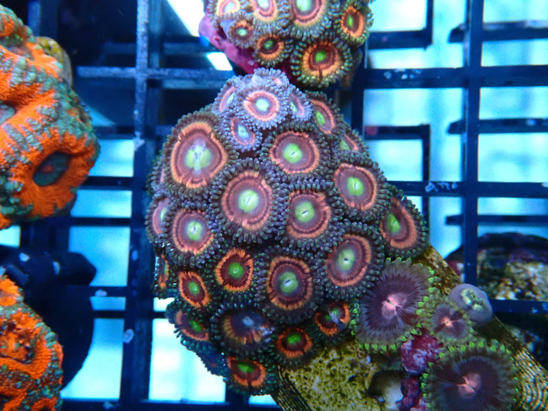 WA Zoa Frag