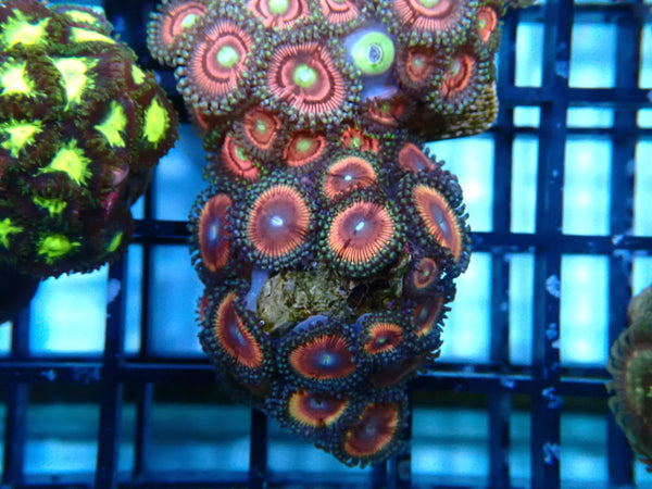 WA Zoa Frag