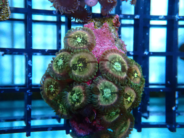 WA Zoa Frag