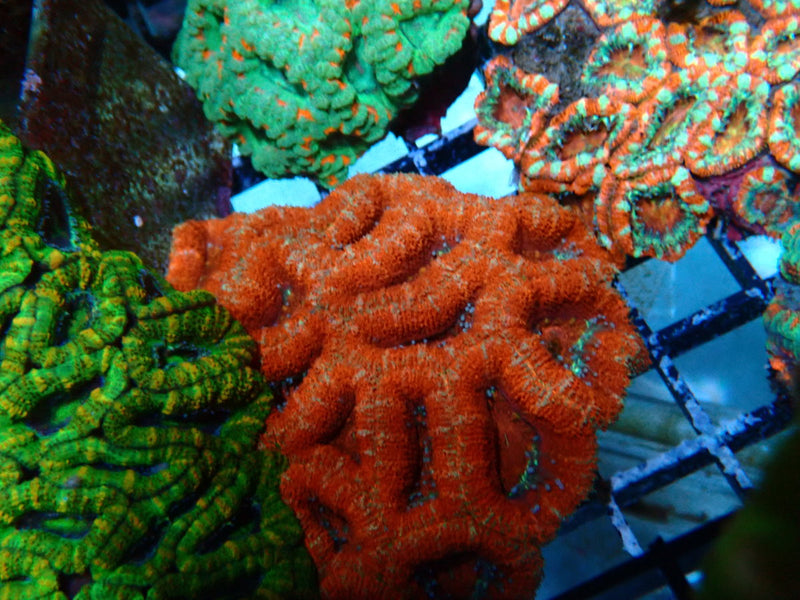 Acan Rock