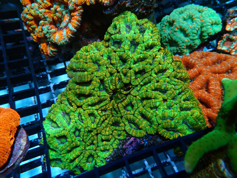 Green Acan Rock medium