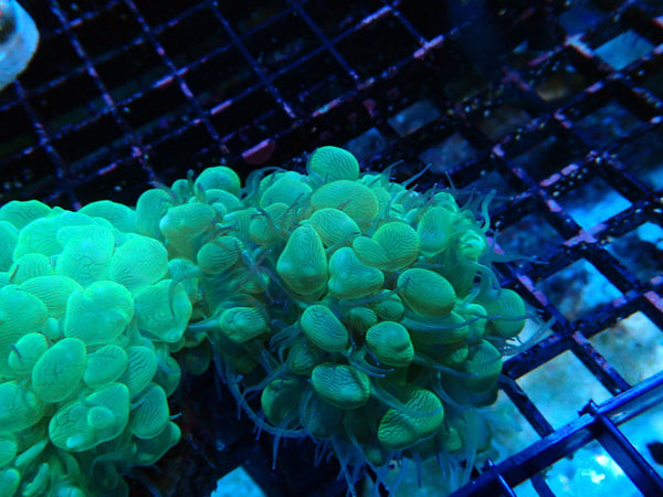 Monsoon Aquatics Green Bubble Coral Frag