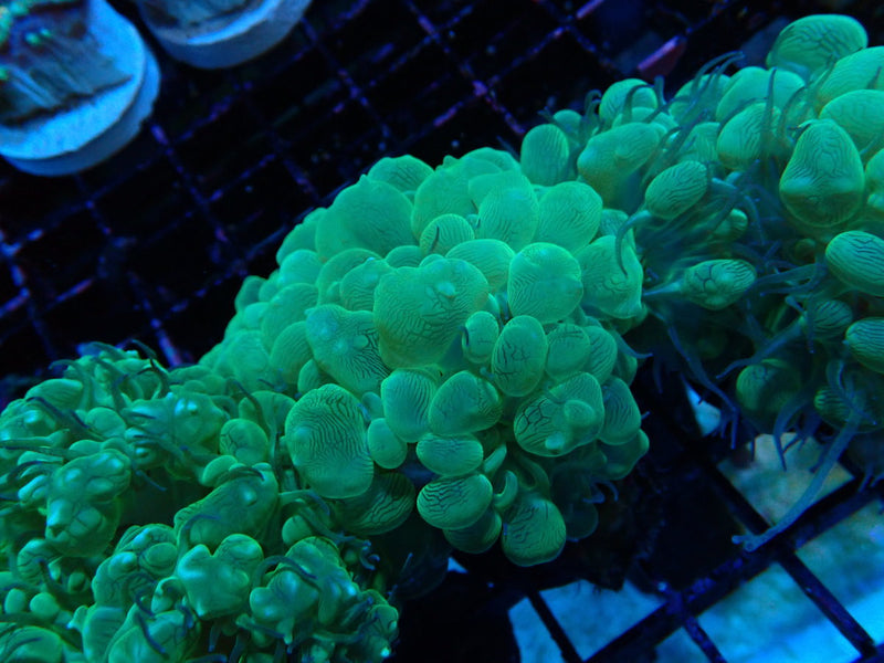 Monsoon Aquatics Green Bubble Coral Frag