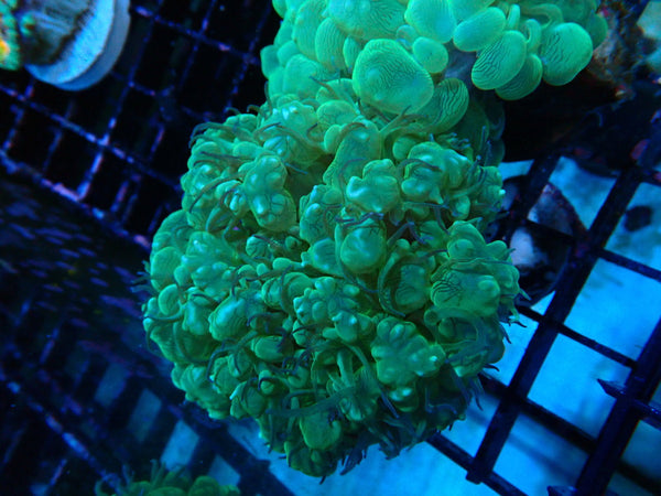 Monsoon Aquatics Green Bubble Coral Frag