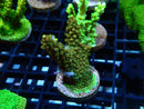 Monsoon Aquatics Acropora Frag