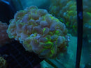 Bi-Colour Bubble Coral medium