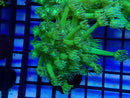 Monsoon Aquatics Bright Green Goni Frag