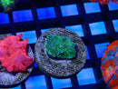 Monsoon Aquatics Morph on Frag rock