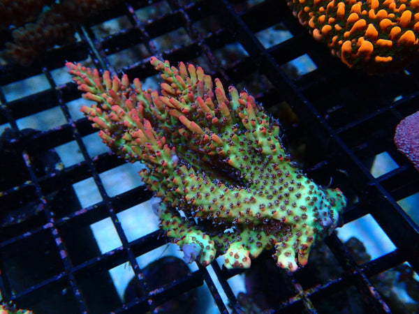 Acropora SSC small