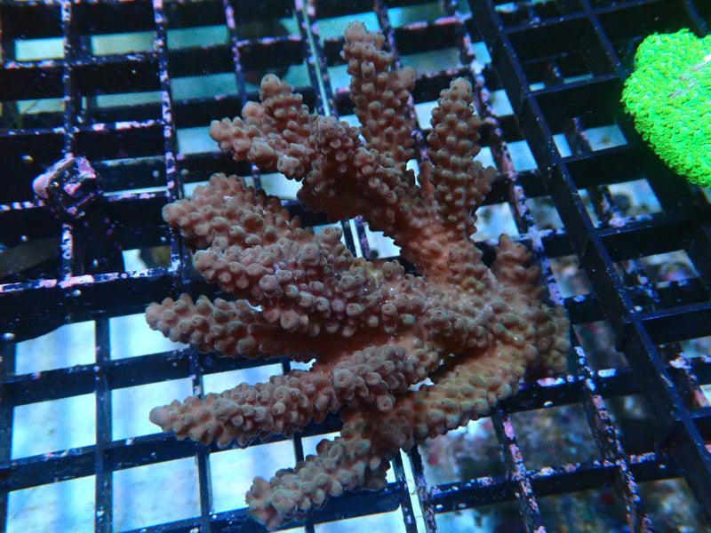 Acropora small