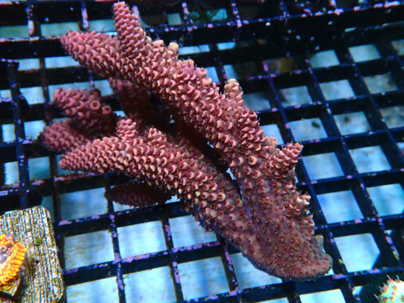 Acropora small