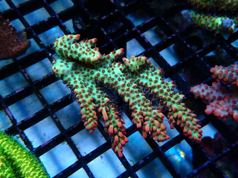 Acropora SSC small