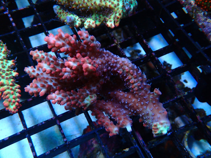 Acropora SSC small