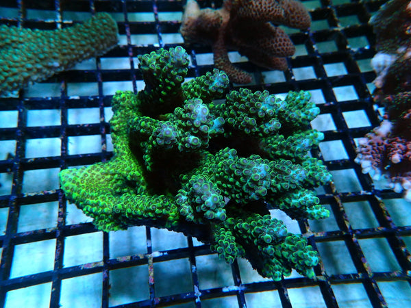 Acropora small