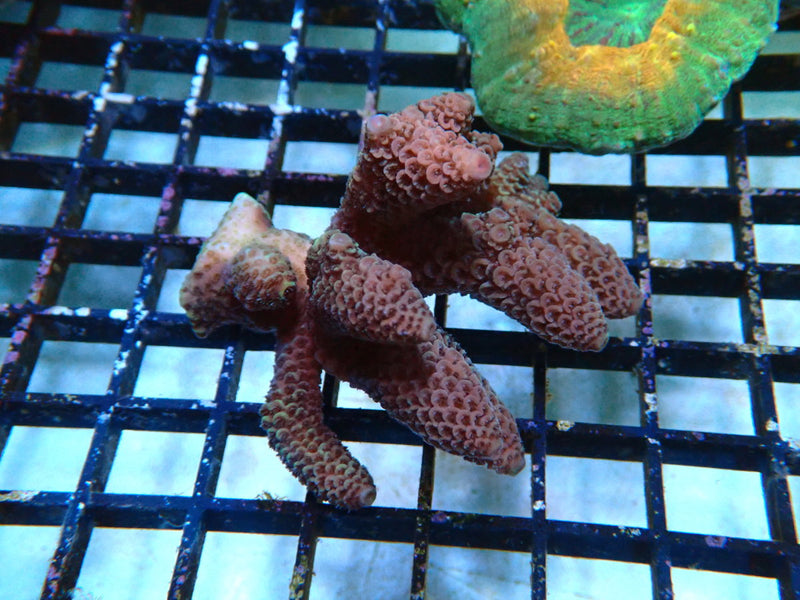 Acropora small