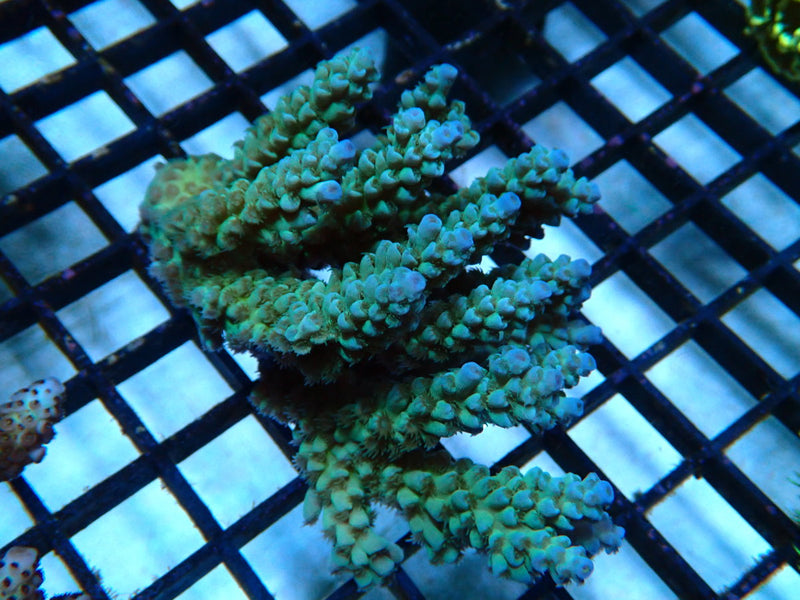 Acropora small