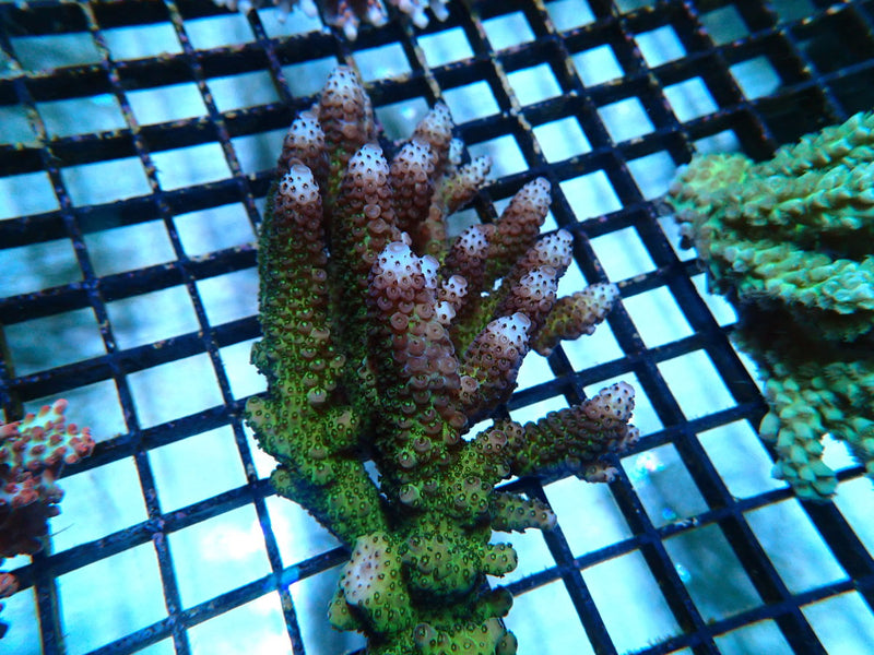 Acropora small