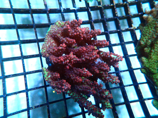 Acropora SSC small