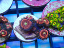Pink Zipper Zoa Frag