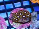 Zoa Frag