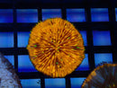 Fungia Disk Orange Multi colour polyps