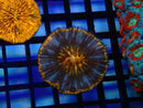Fungia Disk Orange Ultra