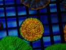 Fungia Disk Orange Ultra