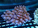 CDU Ultra Acropora (acropora anthocercis ) medium