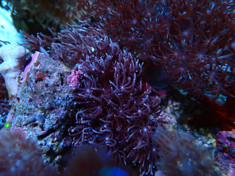 Xenia sp.