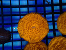 Cycloseris Disk orange