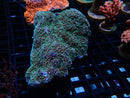 Montipora medium
