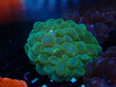 Bubble Coral green medium