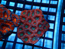 Ultra Acan Rock medium