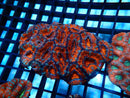 Ultra Acan Rock medium
