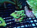 Pocillopora small