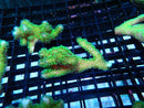 Pocillopora small
