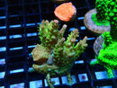 Ultra Acropora Frag
