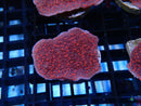 Rose Scrolling Montipora Frag