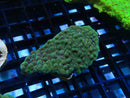 Danae Montipora Frag