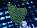 Danae Montipora Frag