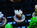 Ultra Acropora Frag