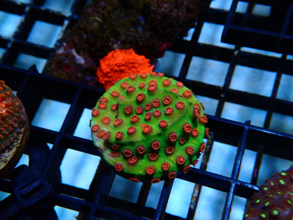 Monsoon Aquatics Cyphastrea