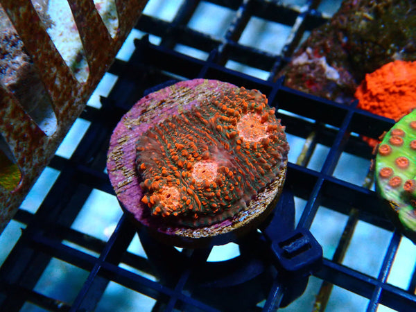 Monsoon Aquatics Chalice Frag