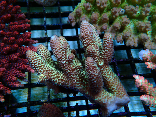 Acropora small