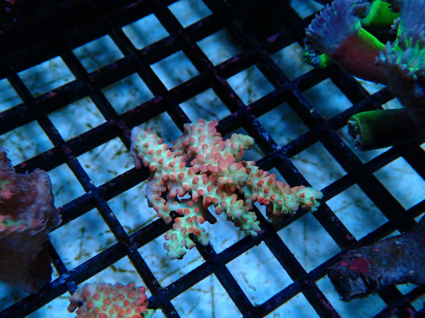 Acropora Strawberry Shortcake Fragment