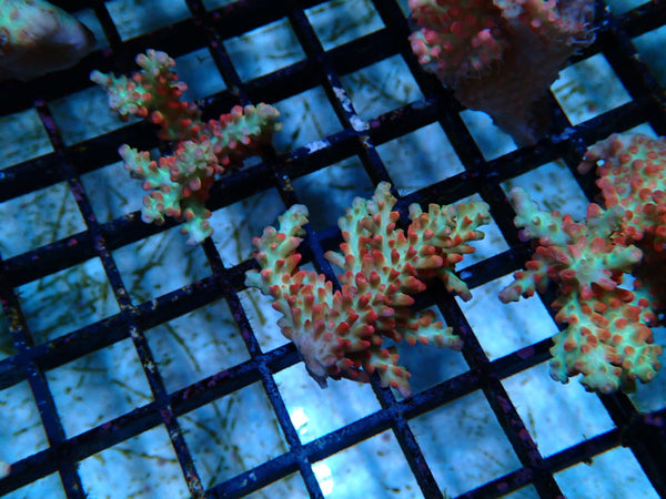 Acropora Strawberry Shortcake Fragment