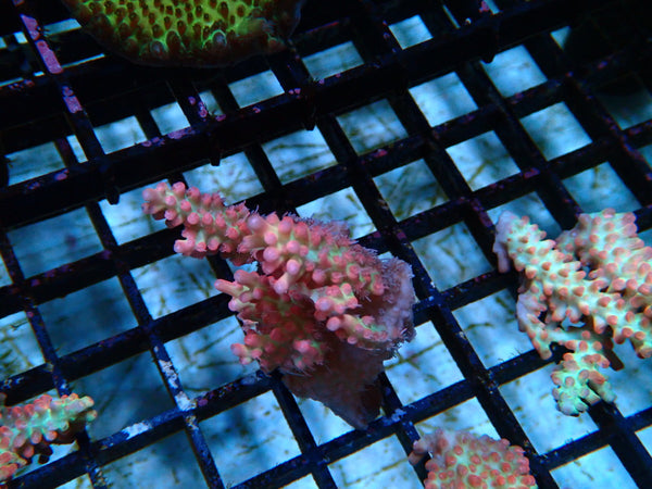 Acropora Strawberry Shortcake Fragment