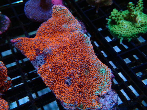 Ultra Encusting Montipora rock medium