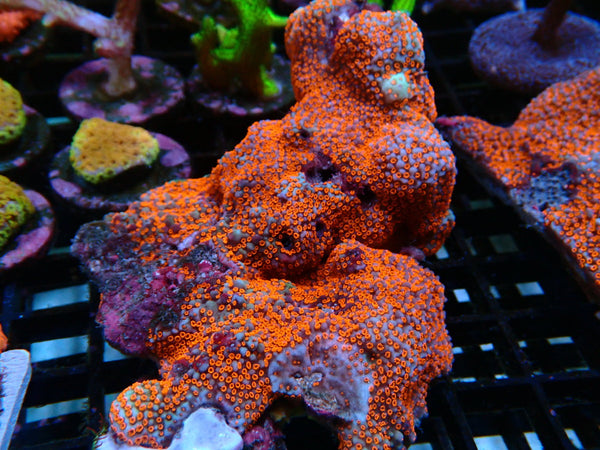 Ultra Encusting Montipora rock medium